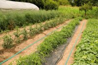 Flachschlauch flat Id D=76mm, 50m